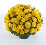 Хризантема Мультифлора Бранкин Санни (Branking Sunny)-1