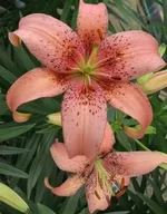 Морфо Пинк (Morpho Pink)-2