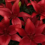 Корлеоне (Corleone)-2