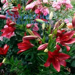 Корлеоне (Corleone)-3