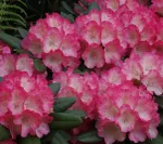 Рододендрон Фантастика-1