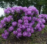 Рододендрон Грандифлорум-1