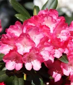 Рододендрон Фантастика-4