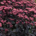 Очиток Purple Emperor (Перпл Эмперор)-2