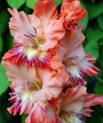 Гладиолус Янтарь-1