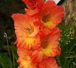 Гладиолус Апельсиновый мираж-1