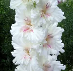 Гладиолус Апостол Петр-2