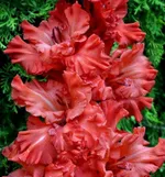 Гладиолус Большое искушение-1