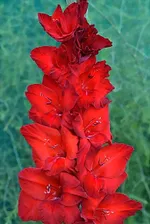 Гладиолус Гранатовый браслет-1