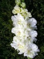 Гладиолус Москва Белокаменная-1