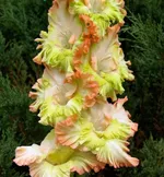 Гладиолус Перо павлина-1