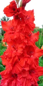 Гладиолус Подари Мне Улыбку-1