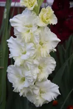 Гладиолус Тополиный пух-1