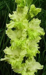 Гладиолус Травушка Муравушка-1