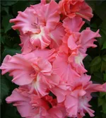 Гладиолус Вечный роман-1