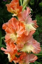 Гладиолус Звезда Балета-1