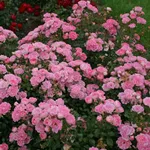 Роза Флирт, Кордес-1