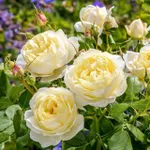 Роза Ванесса Белл, Д.Остин кустарниковая-1