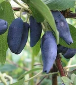 Камчатская-1