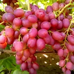 Ливия-3