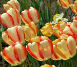 Бьюти оф Спринг-2