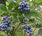 Спартан (раннеспелый)-1