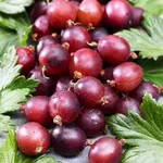 Каптиватор-1