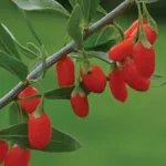 Годжи Биг Лайфберри-1