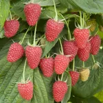 Малиновая гряда-1
