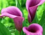 Калла Пако-3