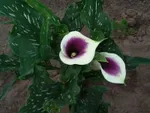 Калла Пикассо-2