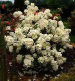 Рододендрон Шнееголд-1