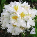 Рододендрон Шнееголд-4