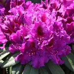 Рододендрон Азурро-1