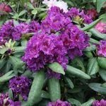 Рододендрон Азурро-2