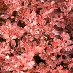 Инспирейшн-2