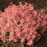 Инспирейшн-1