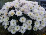 Хризантема Мультифлора Бранфонтейн Вайт (Branfountain White)-2
