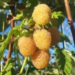 Малина Желтый гигант-1