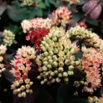 Очиток Xenox (Ксенокс)-2