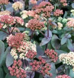 Очиток Xenox (Ксенокс)-3