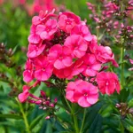 Флокс метельчатый Гренадин Дрим (GrenadineDream)-1