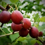 Каптиватор-2