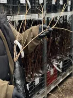 Грушенька-2