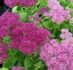 Очиток Brilliant (Бриллиант)-3