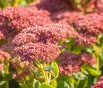 Очиток Brilliant (Бриллиант)-2