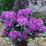 Рододендрон Распутин-1