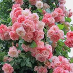 Роза Амаретто флорибунда, Топалович-1