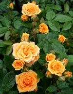 Клементина-1