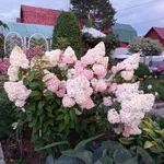 Фантом-3